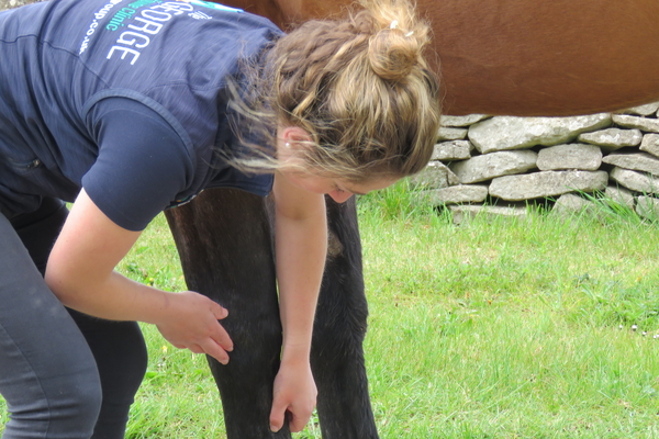 equine pre-purchase examination